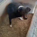 Pies do adopcji, Orzechowce, 5 sierpnia 2023