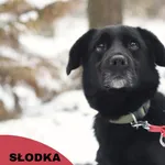 Pies do adopcji, Starogard Gdański, 22 czerwca 2023
