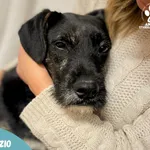 Pies do adopcji, Starogard Gdański, 25 stycznia 2024