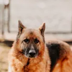 Pies do adopcji, Czartki, 16 lutego 2024