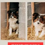 Pies do adopcji, Czartki, 16 lutego 2024