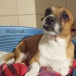 Pies do adopcji, Przyborówko, 16 lutego 2024