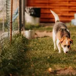 Pies do adopcji, Czartki, 20 września 2023