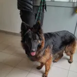 Znaleziono psa, Lublin, 17 lutego 2024