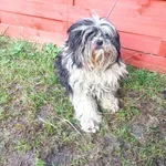 Znaleziono psa, Czartki, 16 lutego 2024