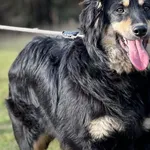 Imię: Piotruś Czip: 616093902282279 Płeć: samiec Wiek: styczeń 2023 Wielkość: średni Kastracja/sterylizacja: tak Inne Psy: Akceptuje towarzystwo innych zwierząt Dzieci: W wieku szkolnym Charakter: Akt