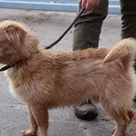 Pies do adopcji, Oborniki, 23 grudnia 2023