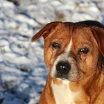 Pies do adopcji, Oborniki, 29 grudnia 2023