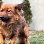 Imię: Joda Czip: 616154076141345 Płeć: samiec Wiek: styczeń 2020 Wielkość: mała Kastracja/sterylizacja: tak Inne Psy: Akceptuje towarzystwo innych zwierząt Dzieci: W wieku szkolnym Charakter: Delikatn