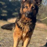 Imię: Henio Czip: 616093902524198 Płeć: samiec Wiek: styczeń 2014 Wielkość: duży Kastracja/sterylizacja: tak Inne Psy: Akceptuje towarzystwo innych zwierząt Dzieci: W wieku szkolnym Charakter: Duży en