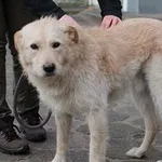Pies do adopcji, Oborniki, 30 grudnia 2023
