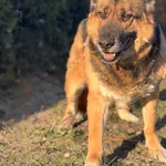 Imię: Azorek Czip: 616093901850868 Płeć: samiec Wiek: styczeń 2015 Wielkość: duży Kastracja/sterylizacja: tak Inne Psy: Akceptuje towarzystwo innych zwierząt Dzieci: W wieku szkolnym Charakter: Delika