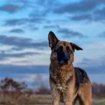 Imię: Ares Czip: 616093902524217 Płeć: samiec Wiek: styczeń 2014 Wielkość: duży Kastracja/sterylizacja: tak Inne Psy: Akceptuje towarzystwo innych zwierząt Dzieci: W wieku szkolnym Charakter: Delikatn