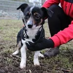 Pies do adopcji, Oborniki, 2 lutego 2024