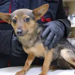 Znaleziono psa, Łódź, 16 lutego 2024