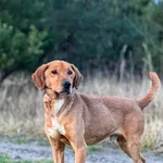 Imię: Bombel Czip: 616154076128561 Płeć: samiec Wiek: styczeń 2020 Wielkość: średni Kastracja/sterylizacja: tak Inne Psy: Akceptuje towarzystwo innych zwierząt Dzieci: W wieku szkolnym Charakter: Ener