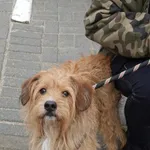 Znaleziono psa, Gdańsk, 17 lutego 2024