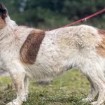 Imię: Wandzia Czip: 616093902518605 Płeć: samica Wiek: styczeń 2016 Wielkość: mała Kastracja/sterylizacja: tak Inne Psy: Akceptuje towarzystwo innych zwierząt Dzieci: W wieku szkolnym Charakter: Delik