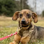 Imię: Kama Czip: 616093902432453 Płeć: samica Wiek: styczeń 2022 Wielkość: mała Kastracja/sterylizacja: tak Inne Psy: Akceptuje towarzystwo innych zwierząt Dzieci: W wieku szkolnym Charakter: Radosna,