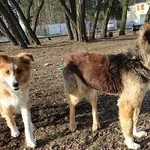 Pies do adopcji, Oborniki, 10 stycznia 2024