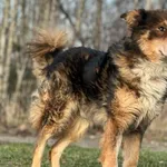 Imię: Agat Czip: 616154076128579 Płeć: samiec Wiek: styczeń 2017 Wielkość: średni Kastracja/sterylizacja: tak Inne Psy: Akceptuje towarzystwo innych zwierząt Dzieci: W wieku szkolnym Charakter: Wesoły