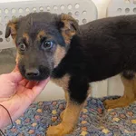 Pies do adopcji, Racławice, 14 lutego 2024