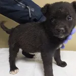 Lutomka to suczka, szczenię przywieziona w dniu 12.02.2024r, będzie malutka, kontaktowa