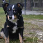 Pies do adopcji, Chełmek, 14 lutego 2024