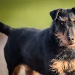 Młoda Lusia, wesoła terrierka do pokochania!