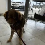 Nr: 73/2024 - Pies z Kunice