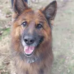 Pies do adopcji, Jelenia Góra, 29 grudnia 2023