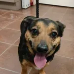 Pies do adopcji, Zielona Góra, 20 lutego 2024