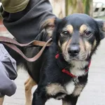 Znaleziono psa, Łódź, 20 lutego 2024