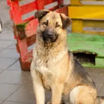 Dżinger- pełna wiary w człowieka, radosna suczka!