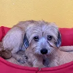 Znaleziono suczkę- Puławy