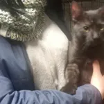 Kocurek poz. 24/056/K