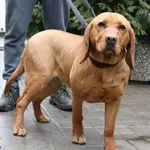 Znaleziono psa, Łódź, 21 lutego 2024