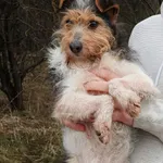 Mikrosuczka Joko, wesołą terierka do pokochania!