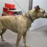 Pies odnaleziony w dniu 21.02.2024 r. przy ul. Płońskiej.