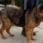 Znaleziono psa, Pieckowo, 20 lutego 2024