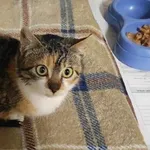 Znaleziono kota, Toruń, 22 lutego 2024