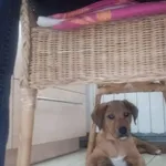 19 lutego 2024  znaleziono psa w typie Rhodesian przywiązanego smyczą do bramy mojej posesji.