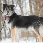 Suczka poz. 24/0007 w DT