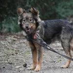 Suczka poz. 24/0026 w DT