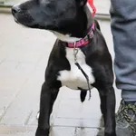 Znaleziono psa, Łódź, 23 lutego 2024