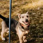 Pies do adopcji, Czartki, 23 lutego 2024