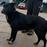 Znaleziono psa, Pieckowo, 22 lutego 2024