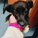 Znaleziono psa, Łódź, 22 lutego 2024