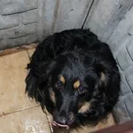 Pies do adopcji, Oborniki, 15 lutego 2024