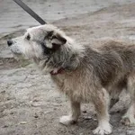Pies do adopcji, Oborniki, 6 października 2023